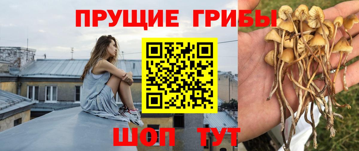 Липецк  Галлюциногенные грибы мицелий  Галлюциногенные грибы Psilocybe  Вход с VPN 